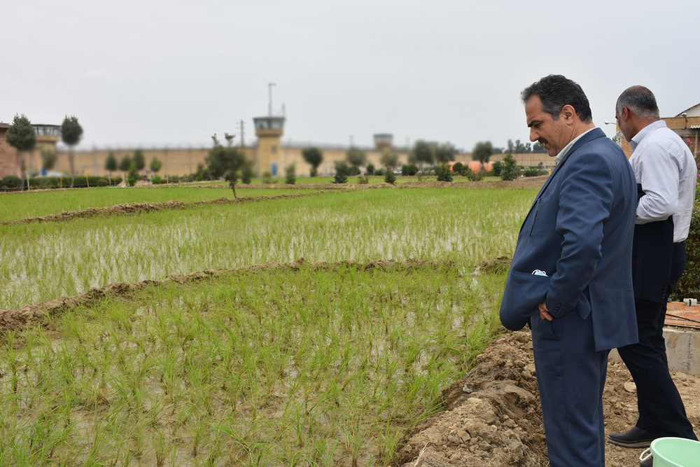 کشت برنج در بیش از 2000متر از زمین‌های زندان گرگان