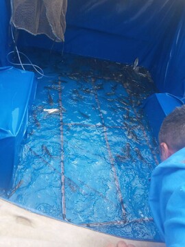 ۷۵۰ قطعه ماهی پرورشی گرمابی در زندان ضیابر رهاسازی شد