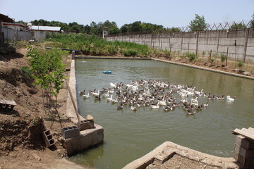 توسعه اشتغال بومی برای مددجویان مرکز اشتغال زندان لاهیجان (پرورش اردک و غاز محلی)