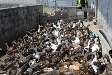 توسعه اشتغال بومی برای مددجویان مرکز اشتغال زندان لاهیجان (پرورش اردک و غاز محلی)