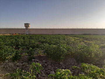 زندانیان ۷۰۰۰ متر محوطه زندان میاندوآب را گوجه فرنگی کاشتند