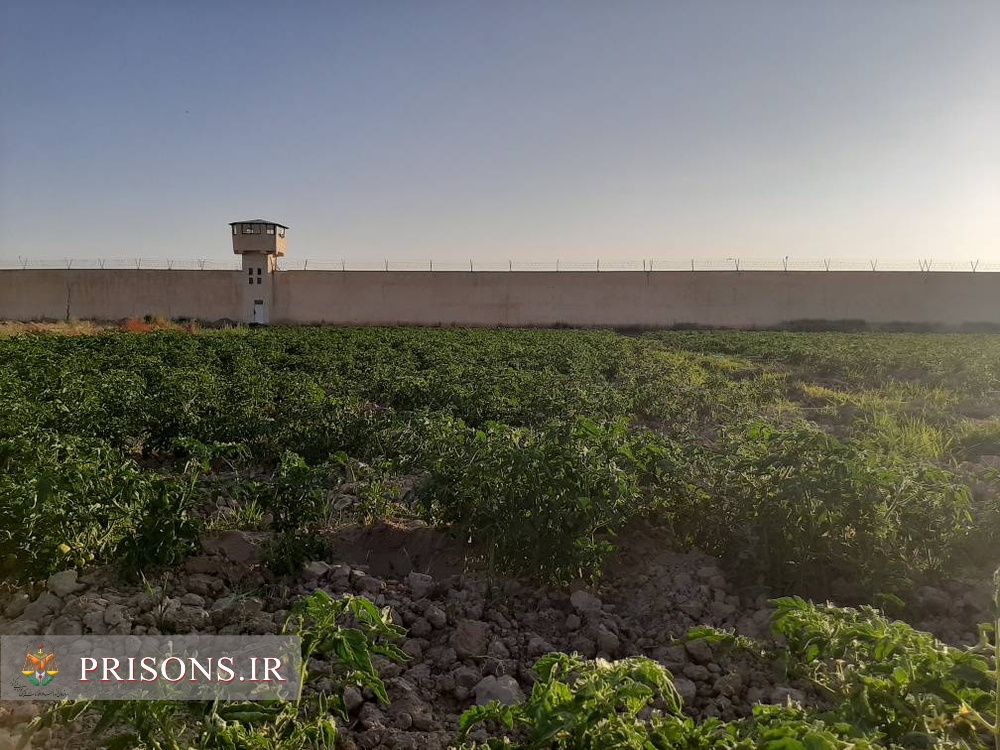 کشت گوجه فرنگی در محوطه زندان میاندوآب