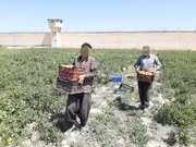 عرضه دسترنج زندانیان میاندوآب در بازار فروش محصولات کشاورزی