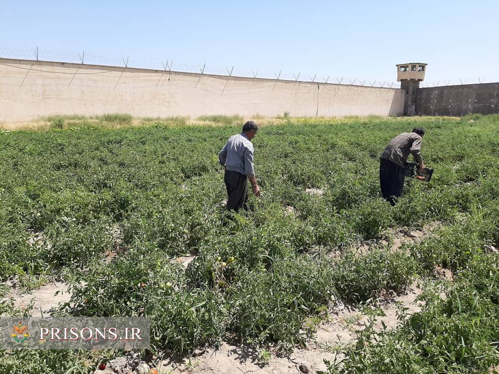 گوجه فرنگی زندان میاندوآب