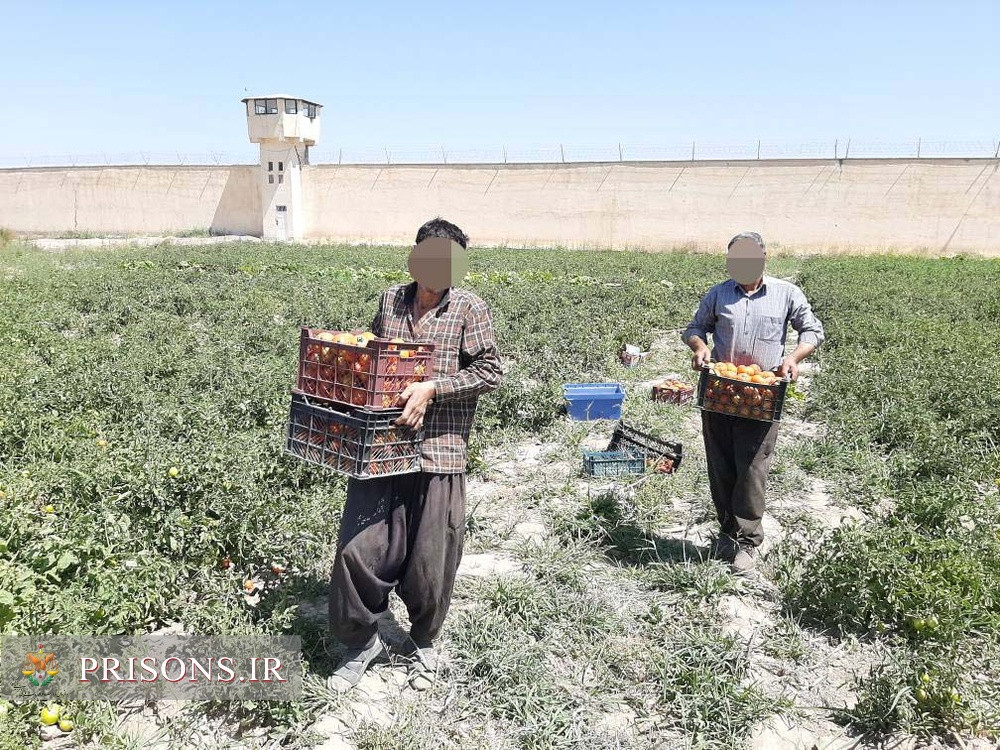 گوجه فرنگی زندان میاندوآب