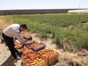 گوجه فرنگی کاشت زندانیان میاندوآب روانه بازار فروش شدند