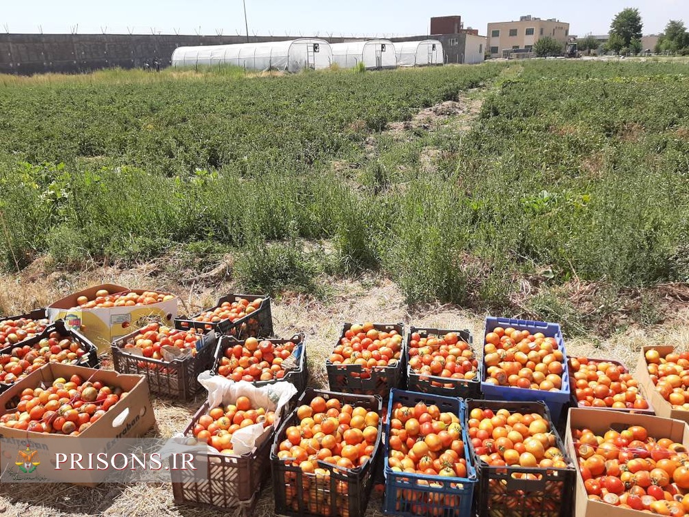 گوجه فرنگی کاشت زندانیان میاندوآب روانه بازار فروش شدند