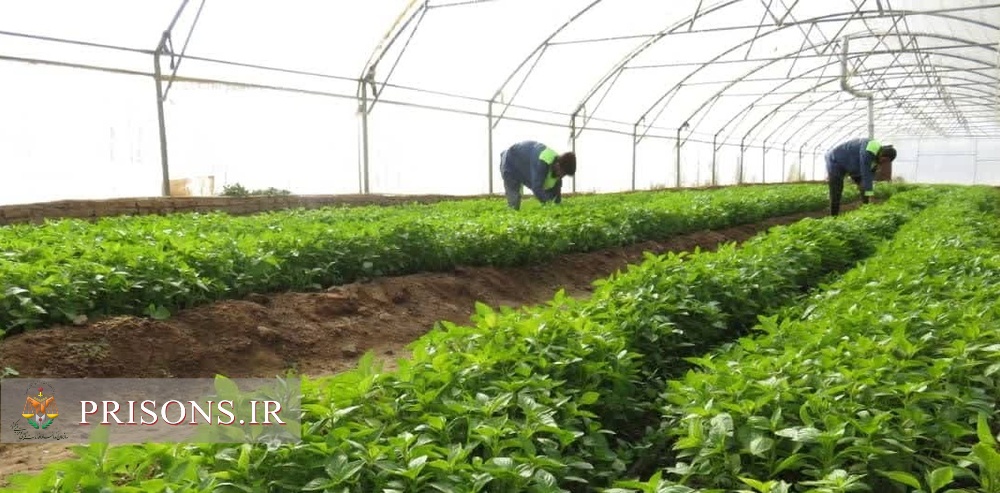 تولید ۸۰۰ تن انواع محصولات کشاورزی و دامی توسط زندانیان خراسان رضوی 