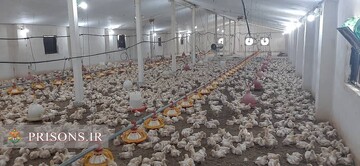 5000 قطعه مرغ گوشتی توسط زندانیان لاهیجانی به بازار عرضه شد  