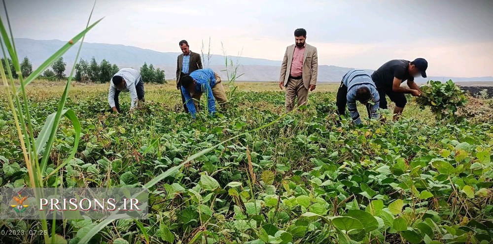 برداشت ماش از زمین‌های کشاورزی زندان دره‌شهر