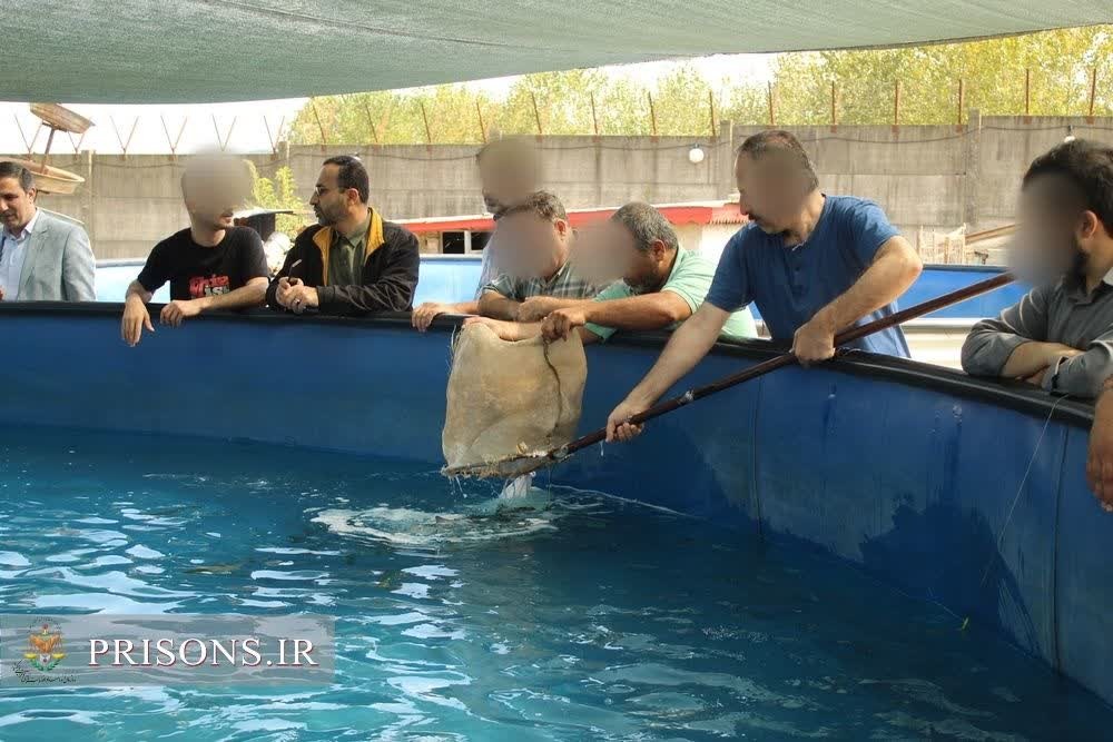  2000 قطعه بچه ماهی قزل آلا  در مرکز اشتغال زندان لاهیجان رها سازی شد