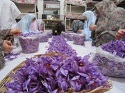 فرآوری زعفران توسط زندانیان زن شهرستان درگز
