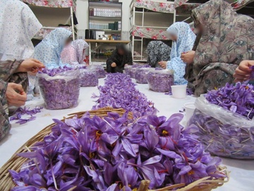 فرآوری زعفران توسط زندانیان زن شهرستان درگز
