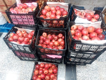 هدیه یک تن میوه یلدایی به ندامتگاه زنان استان تهران