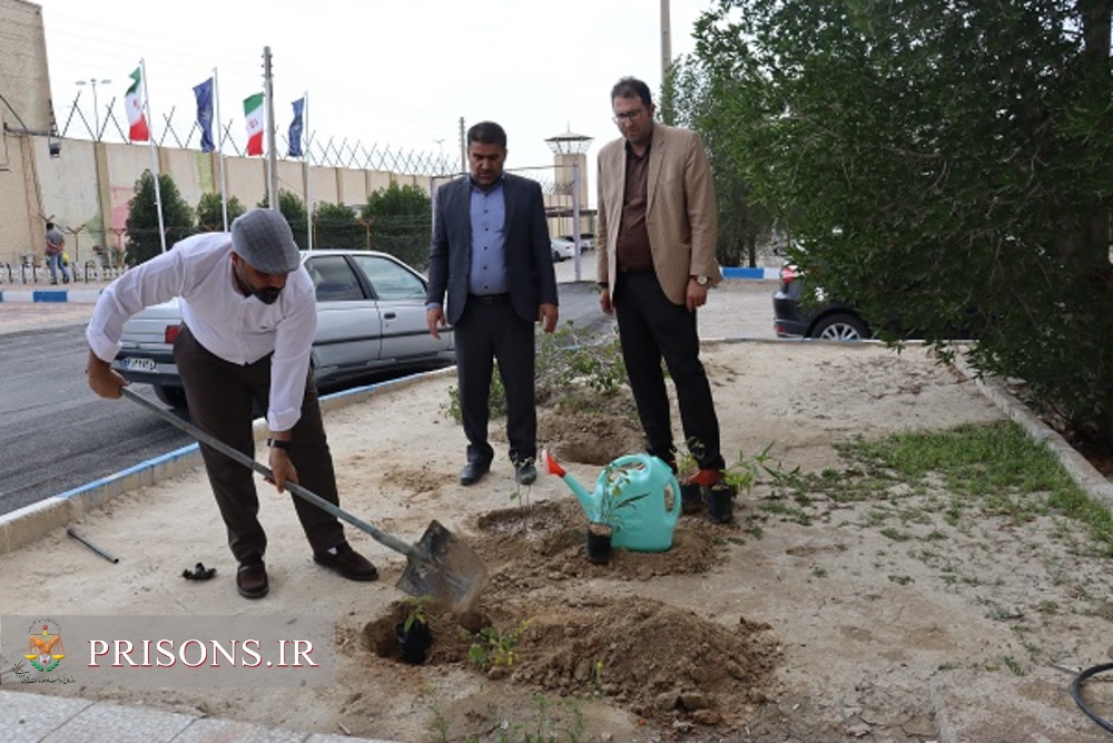 کشت ۳۵ نهال توسط رئیس و جمعی از کارکنان زندان دشتستان