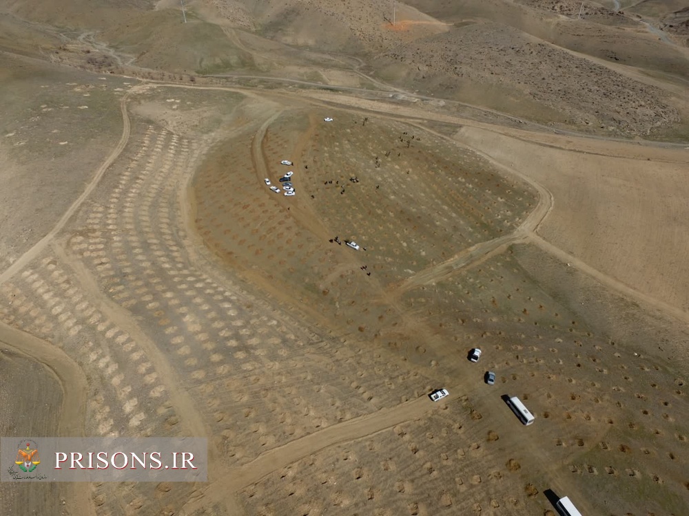 درختکاری زندانیان در ارتفاعات نازلوی ارومیه 