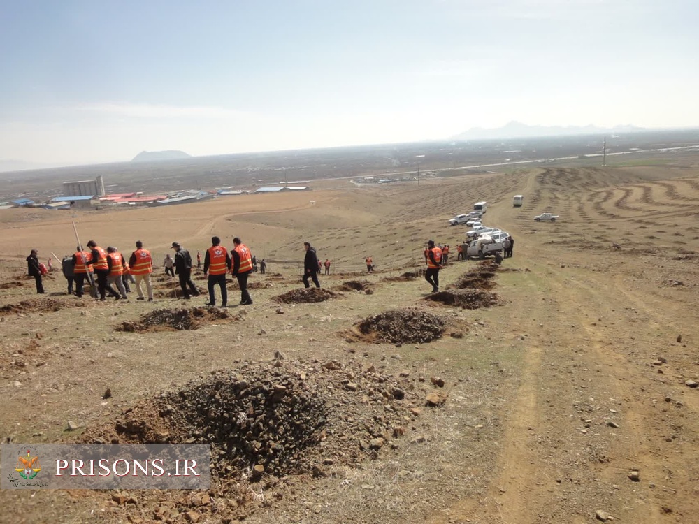 درختکاری زندانیان در ارتفاعات نازلوی ارومیه 