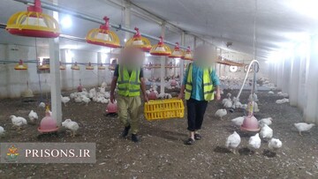 عرضه 14 تن مرغ و 2 تن ماهی توسط زندانیان لاهیجان به بازار عید کشور
