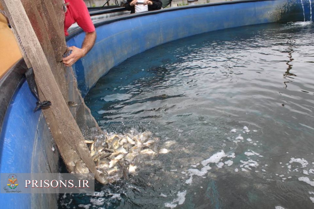 رهاسازی 500 قطعه ماهی پرورشی گرمابی در مرکز اشتغال زندان لاهیجان