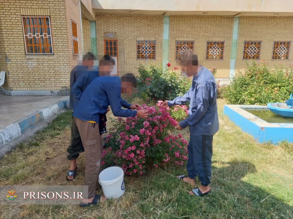 برداشت گل محمدی از کانون اصلاح و تربیت همدان