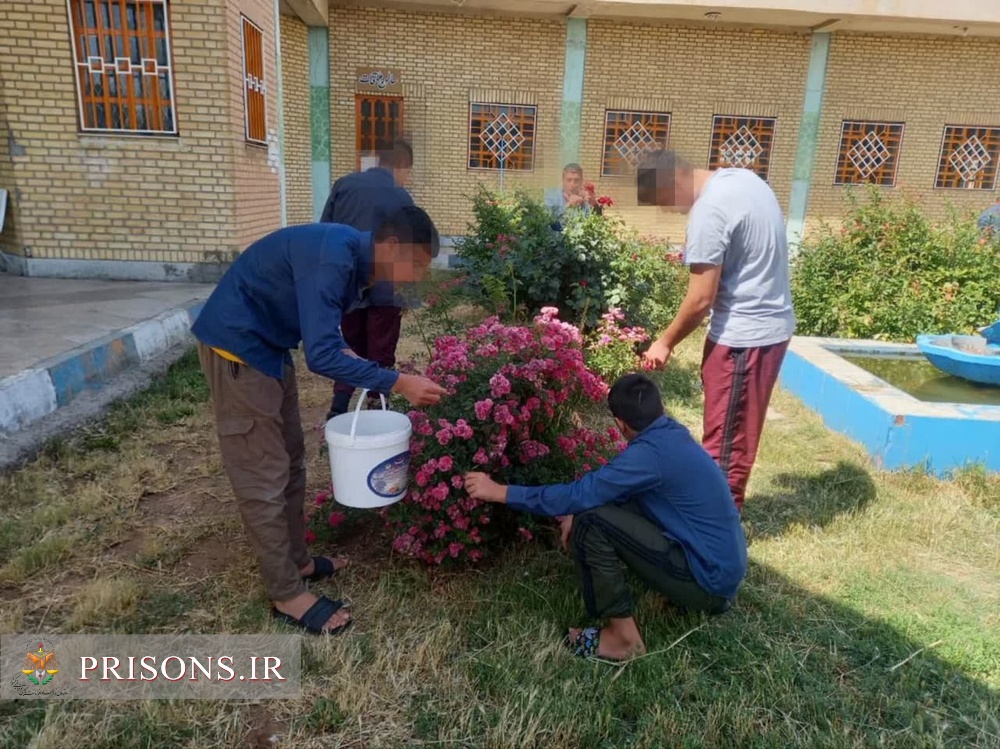 برداشت گل محمدی از کانون اصلاح و تربیت همدان