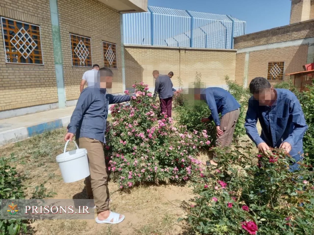 برداشت گل محمدی از کانون اصلاح و تربیت همدان