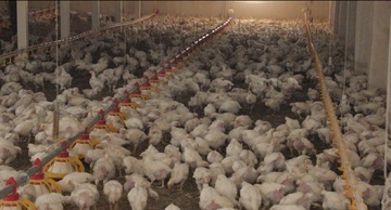 15 تن مرغ گوشتی با تلاش زندانیان لاهیجانی به بازار عرضه شد