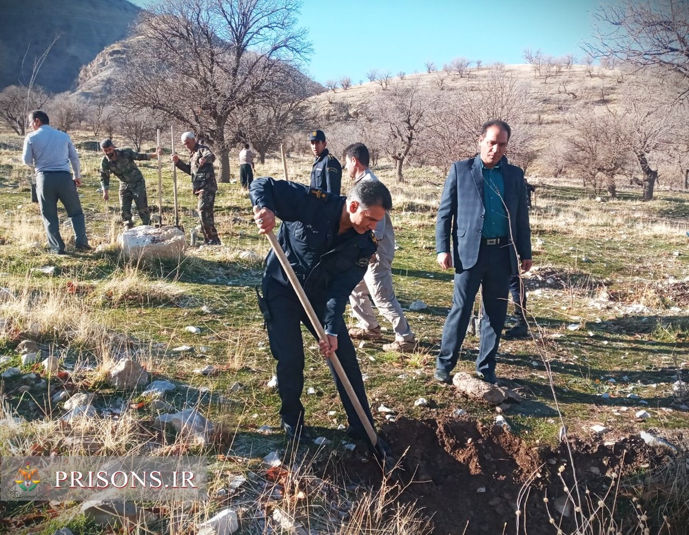 کاشت 100 اصله نهال توسط کارکنان و سربازان وظیفه اردوگاه کاردرمانی ایلام