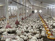 21 تن مرغ گوشتی و بیش از 2 تن ماهی توسط زندانیان لاهیجان به بازار عرضه شد