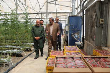 سردار